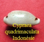 Cypraea quadrimaculata Gray 1824